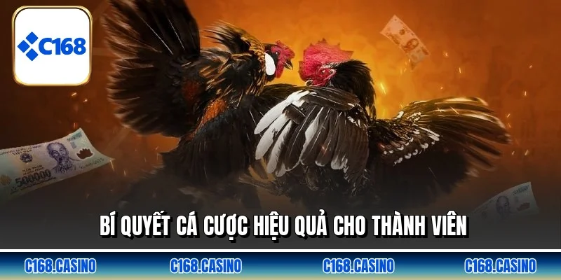 Bí quyết cá cược hiệu quả cho thành viên Bí quyết cá cược hiệu quả cho thành viên