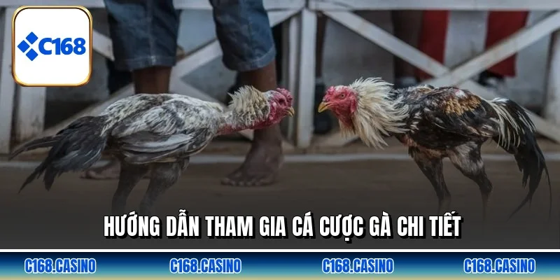 Hướng dẫn tham gia cá cược gà chi tiết Hướng dẫn tham gia cá cược gà chi tiết