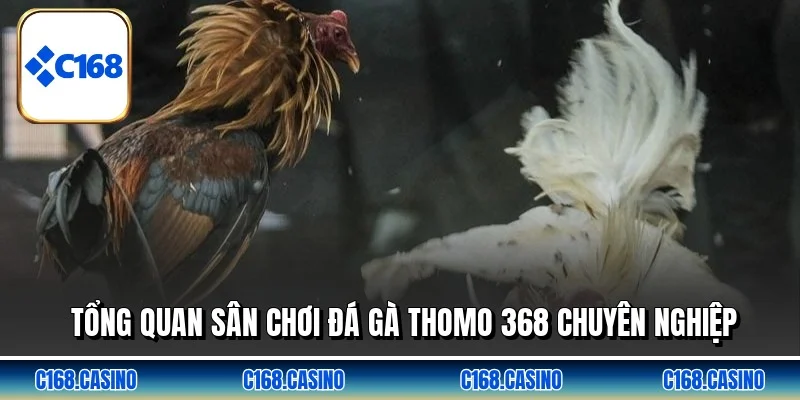 Tổng quan sân chơi đá gà thomo 368 chuyên nghiệp Tổng quan sân chơi đá gà thomo 368 chuyên nghiệp